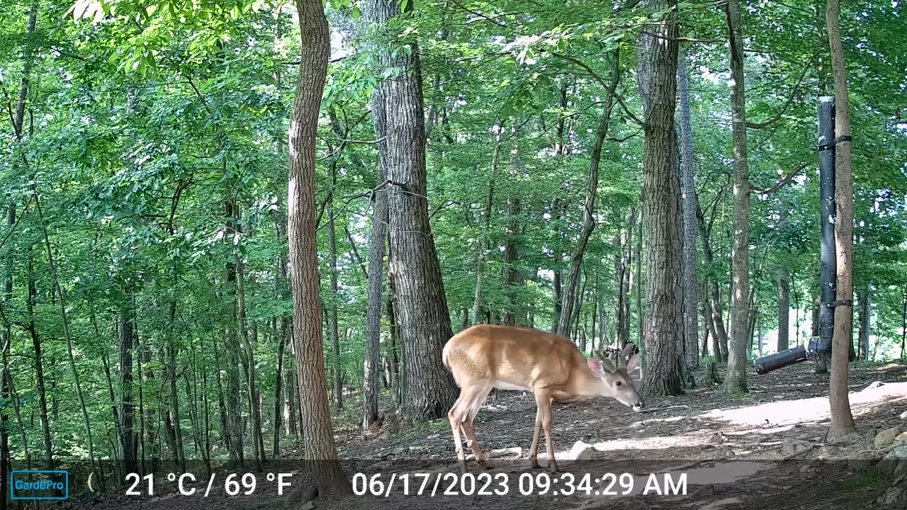 The Woods – 06/18/2023