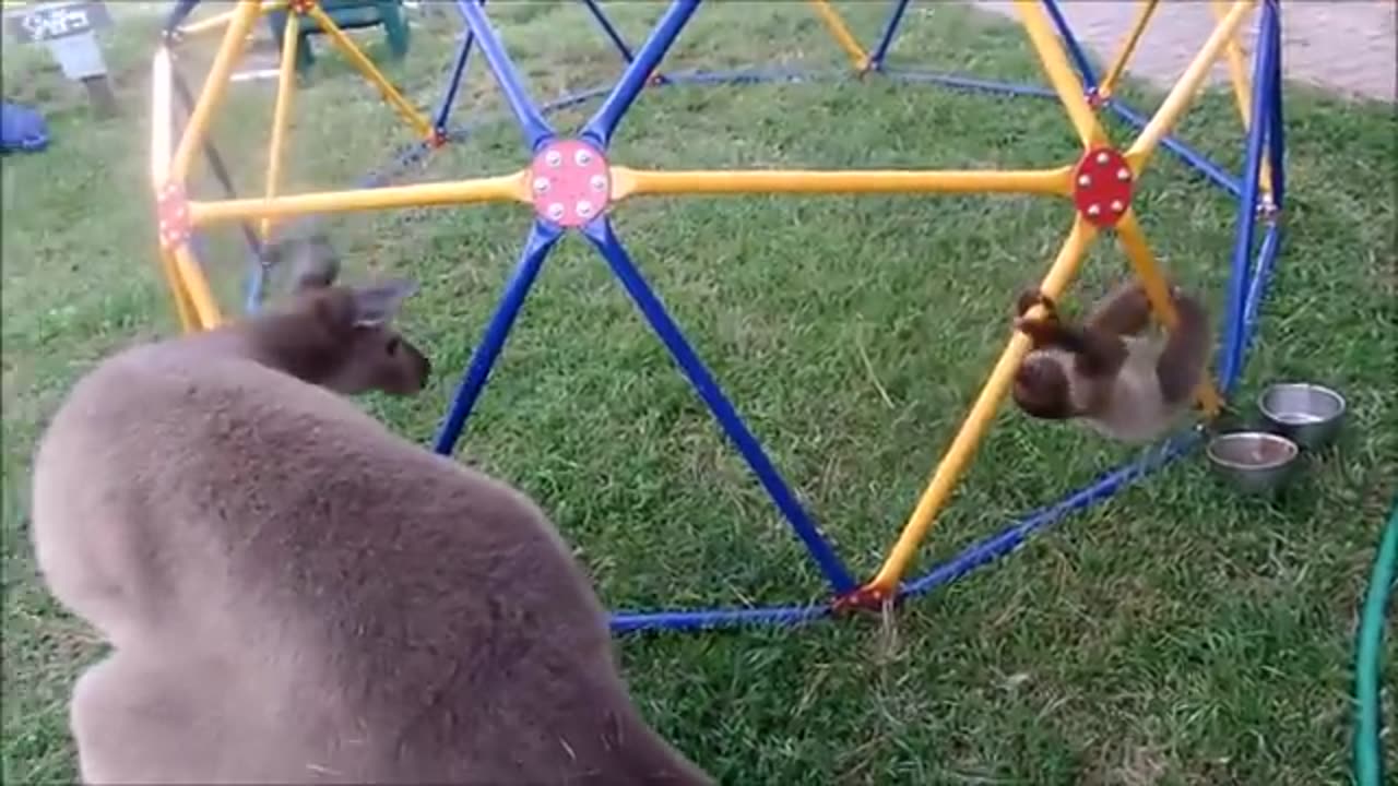 baby sloths Being sloths Funniest compilation