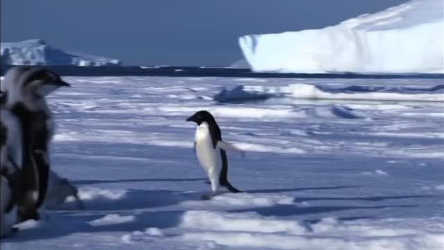 Funny penguin, Look, they're having fun