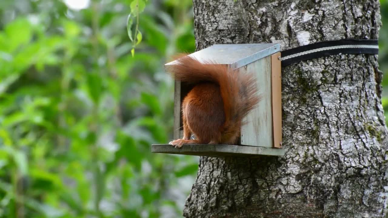 SQUIRREL EATING DISTANT RELATIVE OF CAT