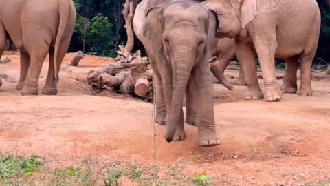 #shorts I love Pet LPET (P123) #pets #elephants