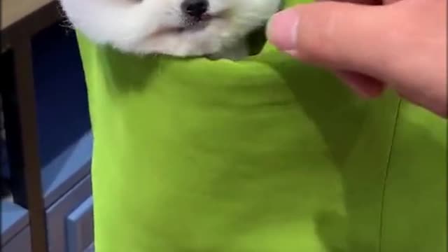 Little puppy gets annoyed - Watch his cute reaction