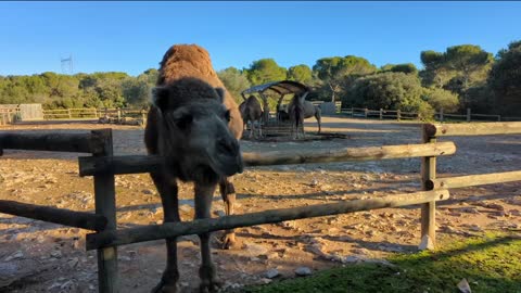 2022-12-27 (5) - zoo (lag énorme) - Twitch Triskelina