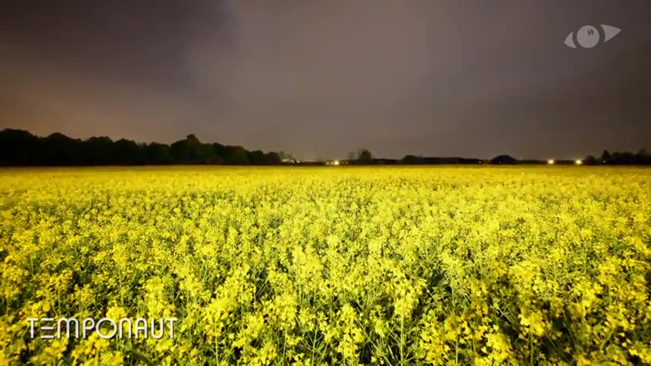 Canola Field - Slider Timelapse - Zeitraffer Video - Laps De Temps - Lapso De Tiempo - 微速度撮影