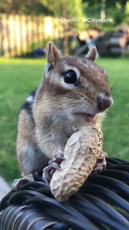 Charlie The Chipmunk 3