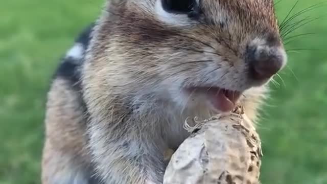 Charlie The Chipmunk 3