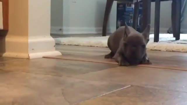 A Fascinating Behind-the-Scenes Look at Dogs
