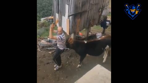 funny video of animal attacking