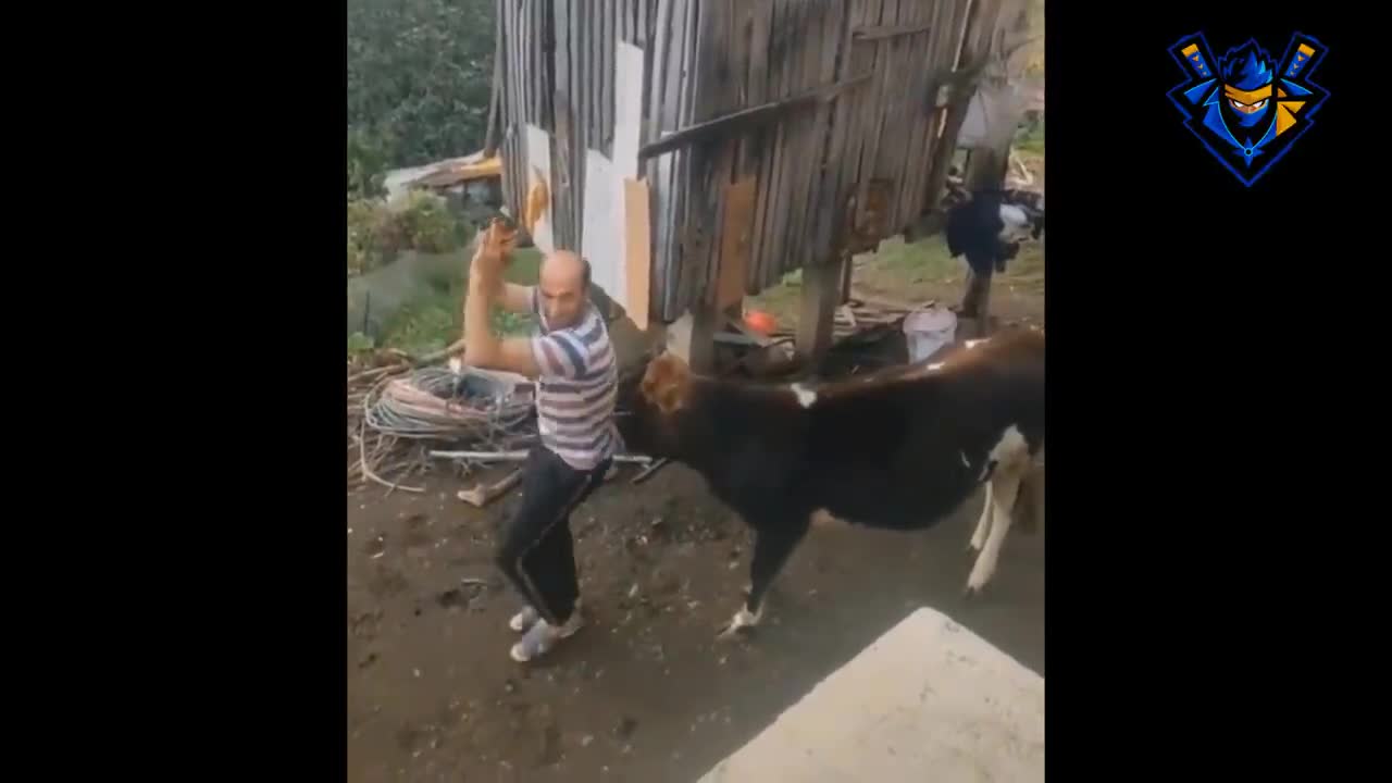 funny video of animal attacking