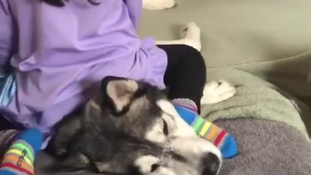 Smart dog. Dog playing with kids as a stool