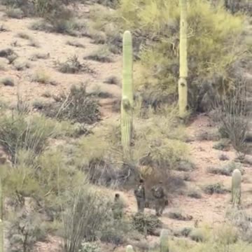 Nothing To See Here, Just A Group Of Men In Camo Moving Through AZ Many Miles North Of The Border