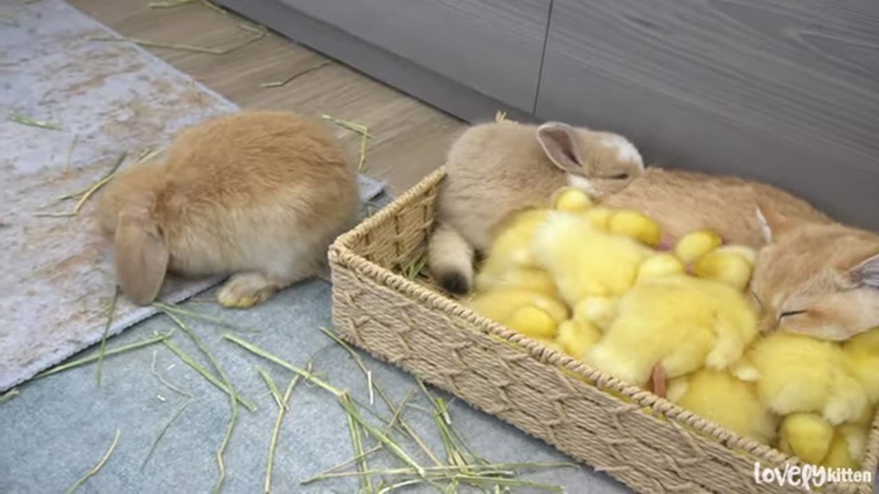 cat and chick