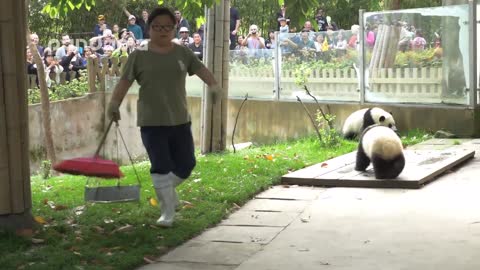 Baby Panda Meets Mom For First Time