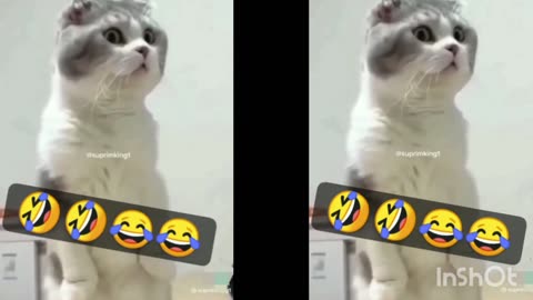 Cat funny video cilp live streaming 🤣🤣😂😂