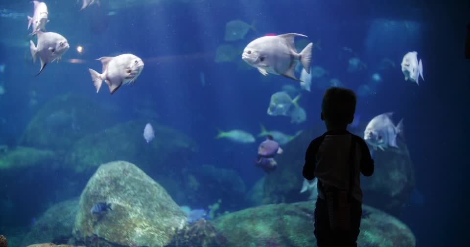 boy watching the fishes in an aquarium。