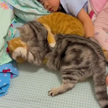 Cute Cats & Funny Cats 😍😍😅😅 #shorts #cats #viral #mmvcats