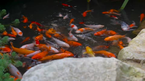 Koi Fish