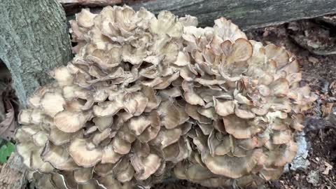 Maitake mushrooms (hen of the wood)