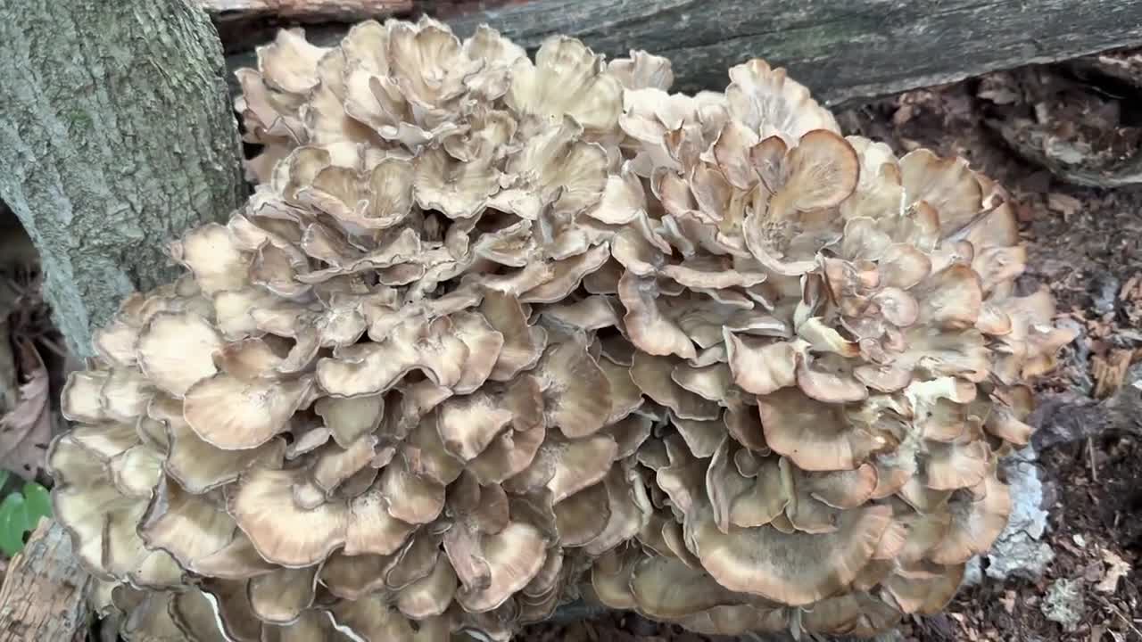 Maitake mushrooms (hen of the wood)