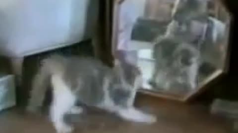 The Pounce patrol