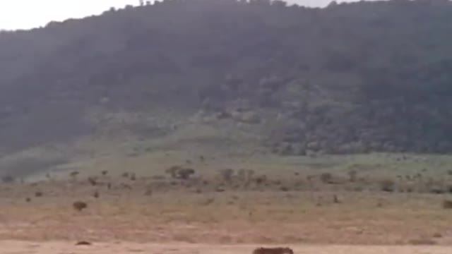 Wild Animals