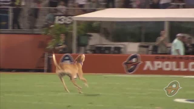 RECORDING BREAKING DOG: Eurie breaks frisbee catch record!