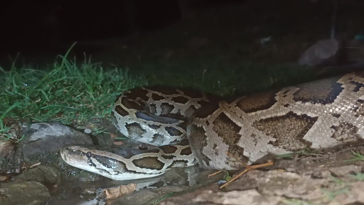 Indian rock python