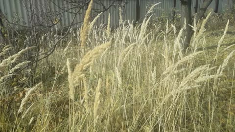 Feather grass in the garden