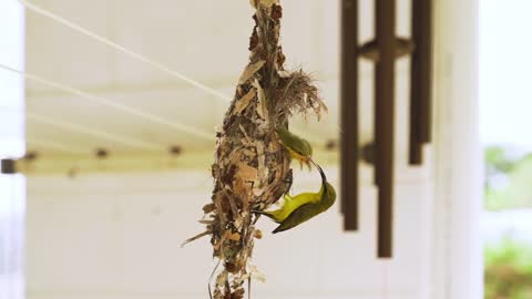 Frei Films Feeding of Olive Backed Sunbird Chicks