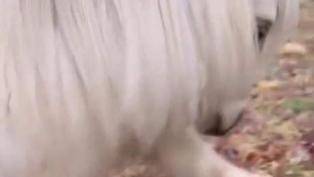 Do you know why its hair is so elegant Because it uses girls' shampoo 🤣