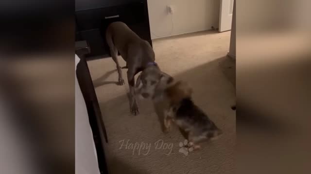 Funny Cat && Dog Fighting For Food!!