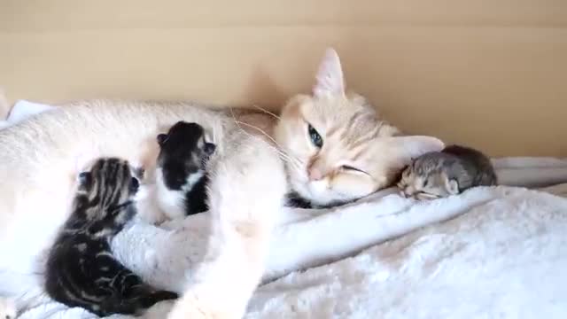 Mother cat sleeps surrounded by baby kittens