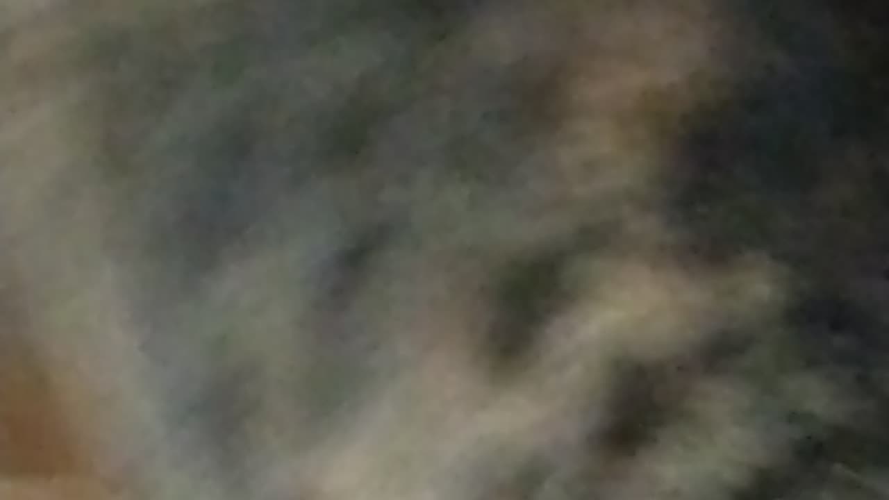 Fast cat