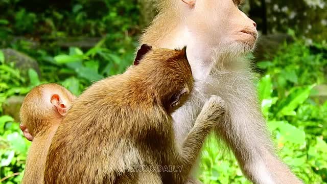 Baby monkeys are cute animals that pay attention to the care of the mother monkey