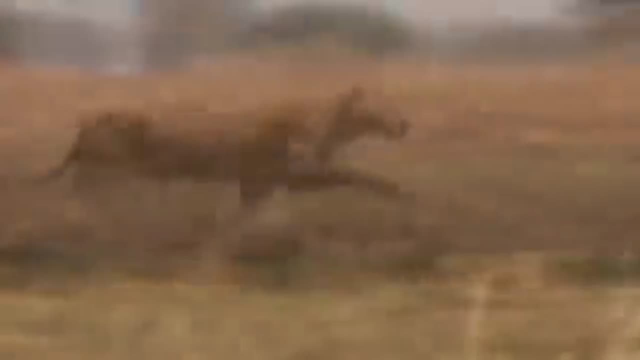 Wildlife Brave Giraffe Kick Five Lion