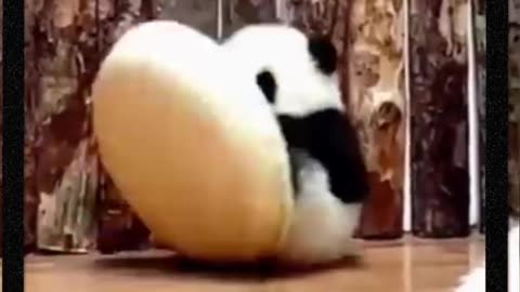 Panda Loves to be alone🤔🤔 | Ahtishamzxc #shorts #animals