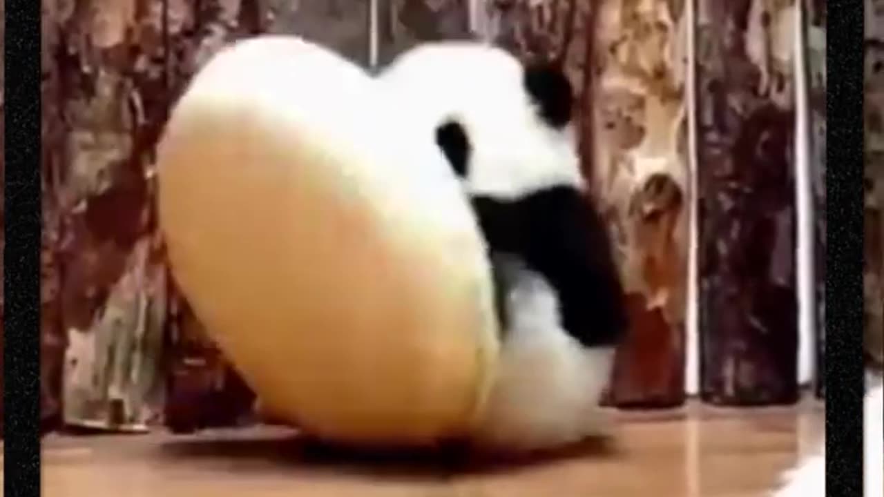 Panda Loves to be alone🤔🤔 | Ahtishamzxc #shorts #animals