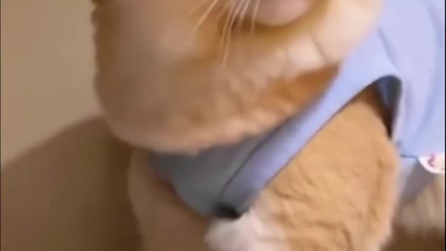 Cute Adorable Kiten Trying to Lose Her Weight 🥺😻