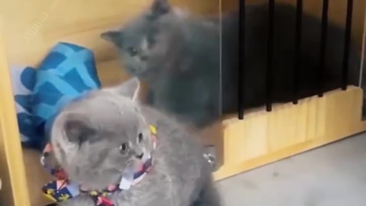 Funny Animal videos That Will Make You Laugh 😂 #4 #2022