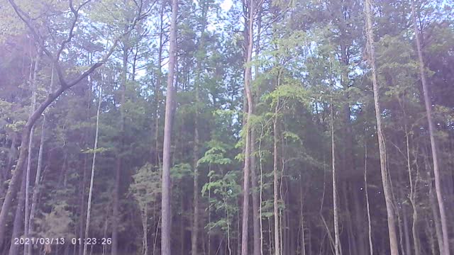 TREE FELLING