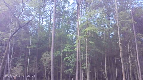 TREE FELLING