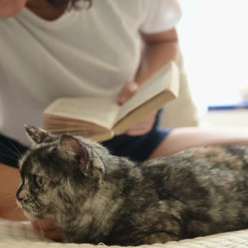 Woman Petting a Cat While Holding a Book