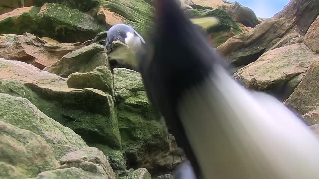 Funny Penguins