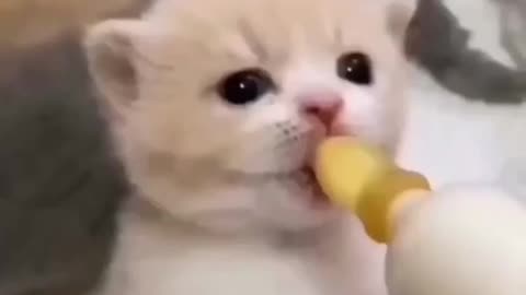 Beautiful Cat Adorable HD Photography