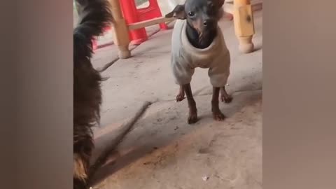 2 HOURS OF FUNNIEST CATS AND DOGS😻🐶
