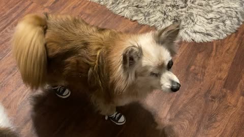 Pompom Pup is Excellent Tap Dancer