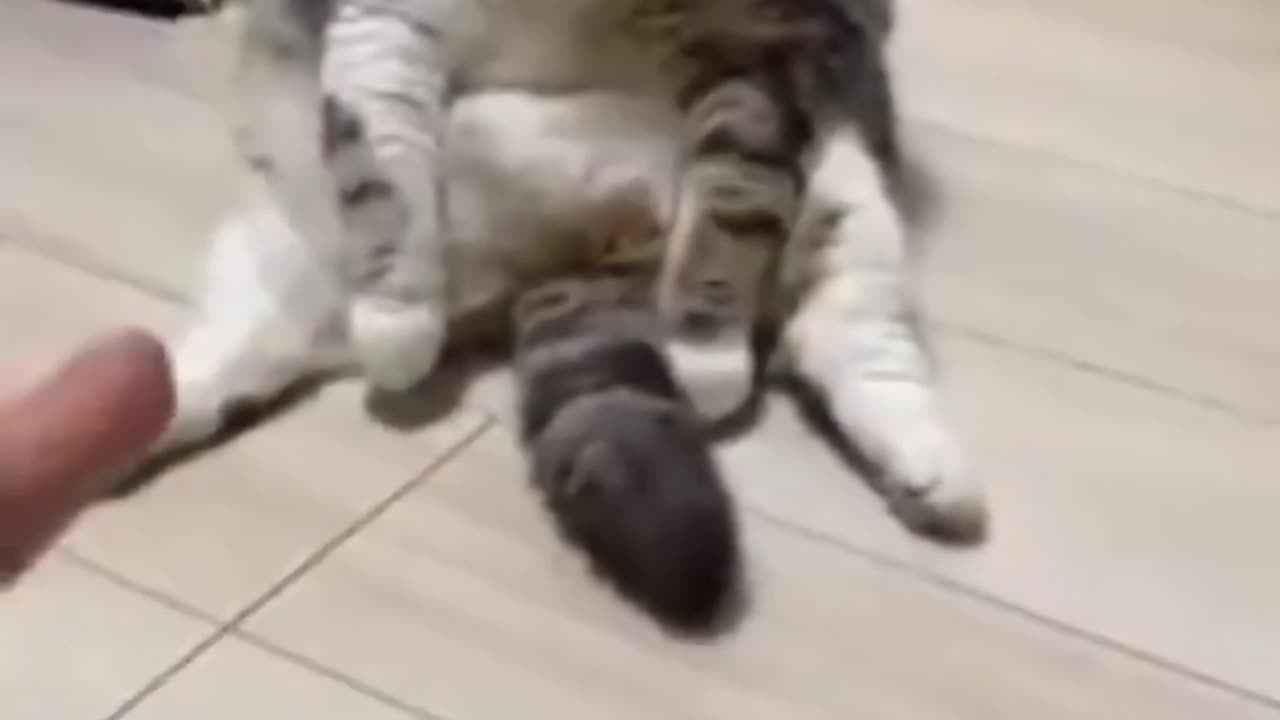 Cut cat funny video 😅😅