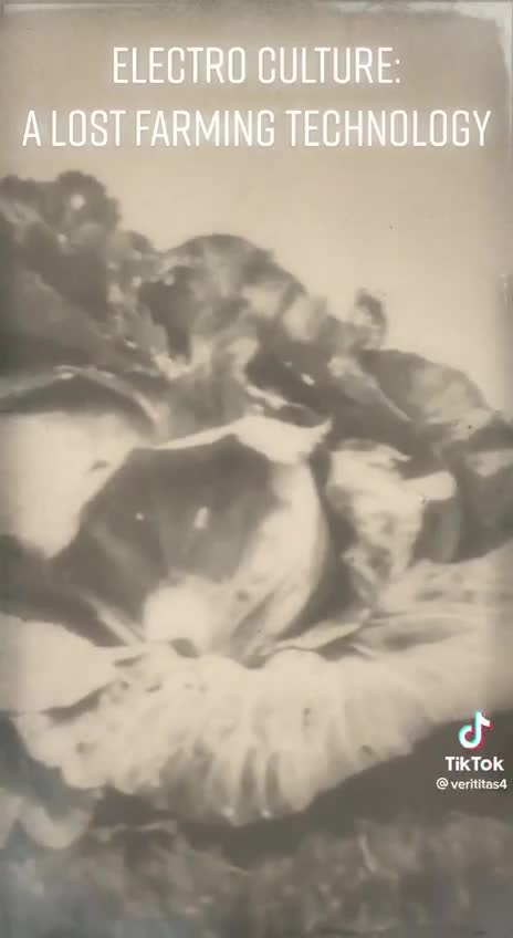 Old technology for growing giant plants