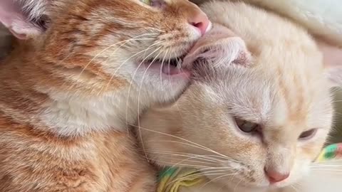 Cute cats sleeping in bed mnaau