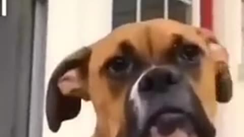 Funny animals Part 2
